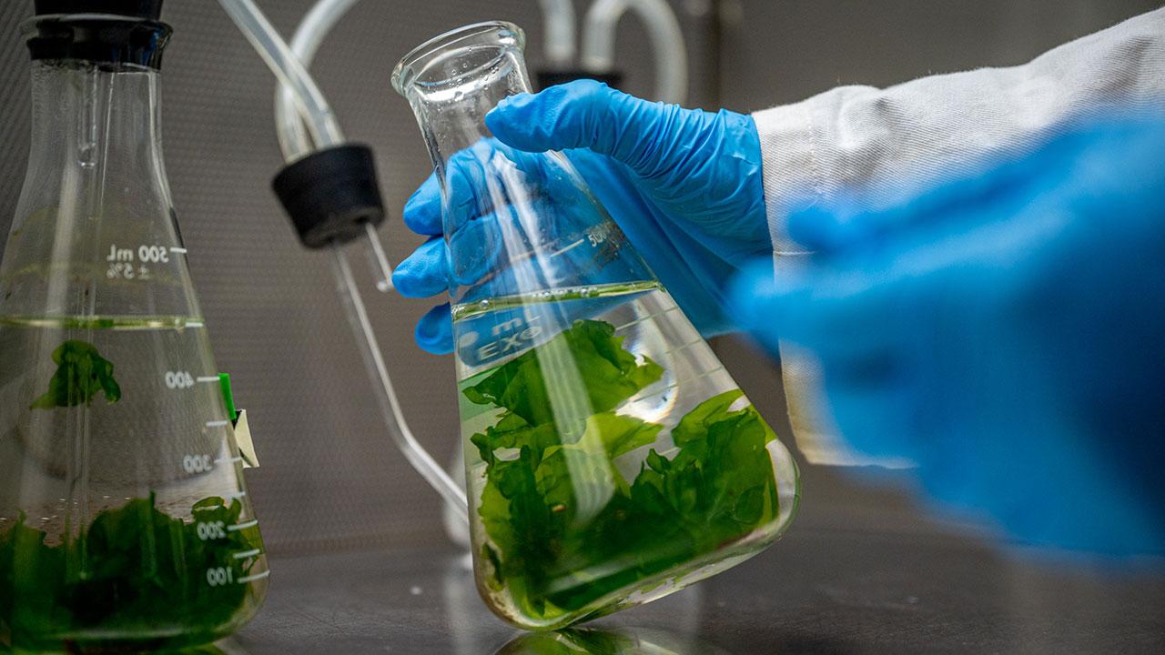 Scientist holds a beaker containing macroalgae for lab testing and evaluation